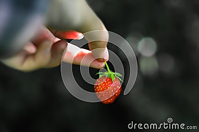 Art photo, black and white. Hand holding red strawberry fruit dark green background. The strawberry in woman's hand. Hanging Stock Photo