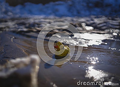 Art photo - a yellow clockwork duckling settled in a spring stream is waiting for its savior. Stock Photo