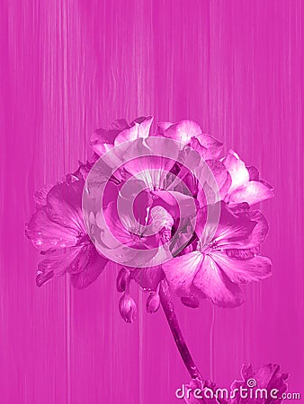 Art, Pink Geranium Bouquet on a wood texture background Stock Photo