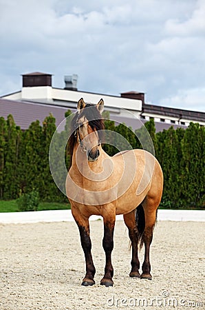 Art portrait of beautiful breed sportive horse Stock Photo
