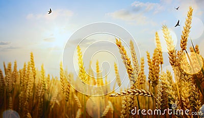 Art ripening ears of yellow wheat field on the sunse Stock Photo