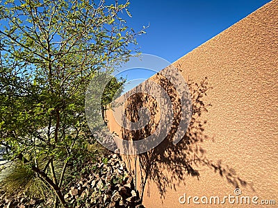 The art of shadows of trees throwing on the wall. Stock Photo