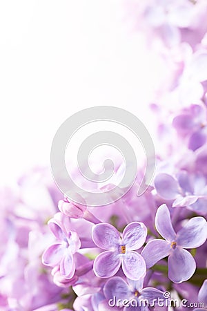 Art Spring lilac abstract background Stock Photo