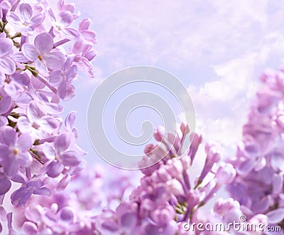 Art Spring lilac flower background Stock Photo