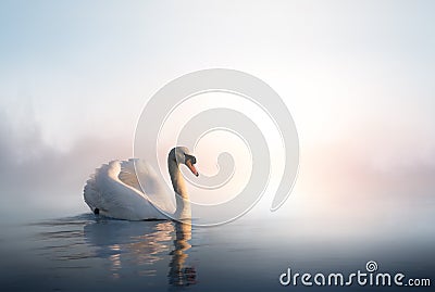 Art Swan floating on the water at sunrise of the day Stock Photo