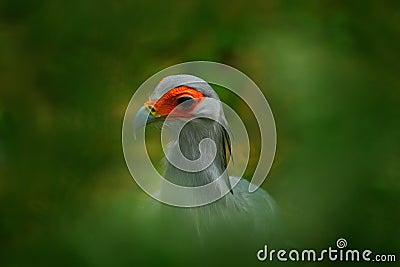 Art view of bird portrait. Hiden rare bird of prey on green vegetation. Secretary Bird, Sagittarius serpentarius, portrait of nice Stock Photo