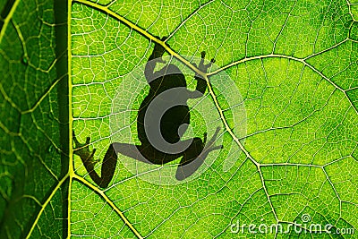 European green tree frog Hyla arborea on leaf in silhouette light Stock Photo