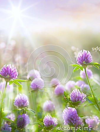 Art spring natural background, wild clover flowers Stock Photo