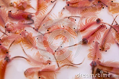 Artemia Stock Photo