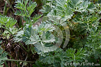 Artemisia absinthium is a perennial plant of the aster family. Medicinal, food, phytoncide, essential oil, dye, tannin-bearing and Stock Photo