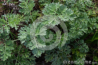 Artemisia absinthium is a perennial plant of the aster family. Medicinal, food, phytoncide, essential oil, dye, tannin-bearing and Stock Photo