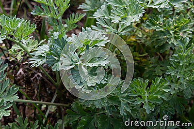 Artemisia absinthium is a perennial plant of the aster family. Medicinal, food, phytoncide, essential oil, dye, tannin-bearing and Stock Photo