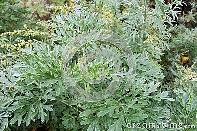 Artemisia absinthium or wormwood flowering plant Stock Photo