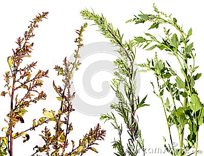 Artemisia vulgaris and Chenopodium album and Atriplex - garden orache common weed Stock Photo