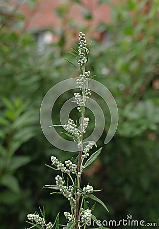 Artemisia vulgaris (mugwort, common wormwood) Stock Photo
