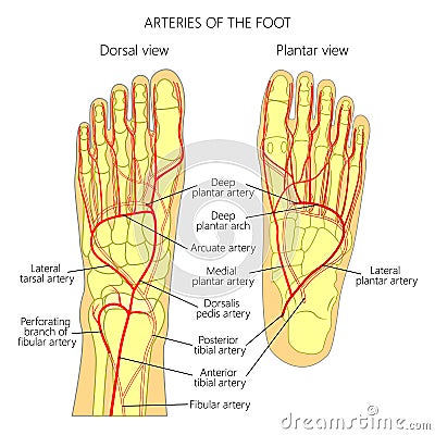 Arteries Of The Foot Stock Vector - Image: 80612262