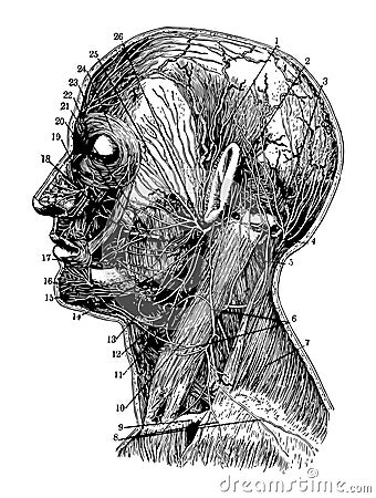 Arteries and Nerves, vintage illustration Vector Illustration