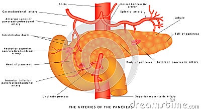 Arteries of the pancreas Vector Illustration