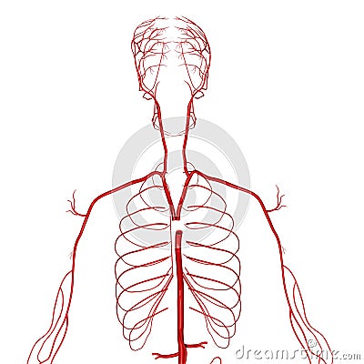 Arteries Stock Photo