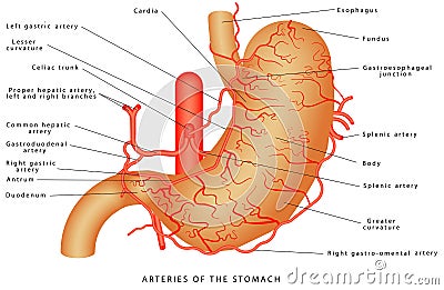 Arteries of the stomach Vector Illustration