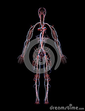 Arteries and Veins Stock Photo