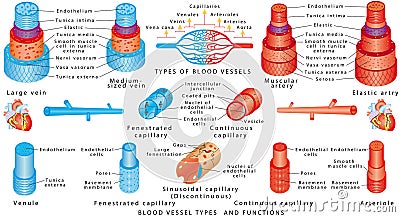 Arteries and veins Vector Illustration