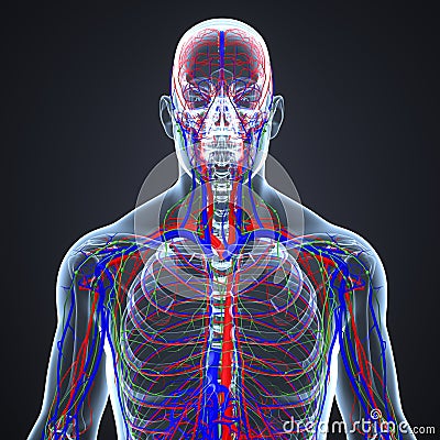 Arteries, Veins and Lymph nodes with Skeletal Body Anterior view Stock Photo