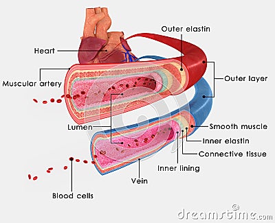 Arteries and Veins Stock Photo