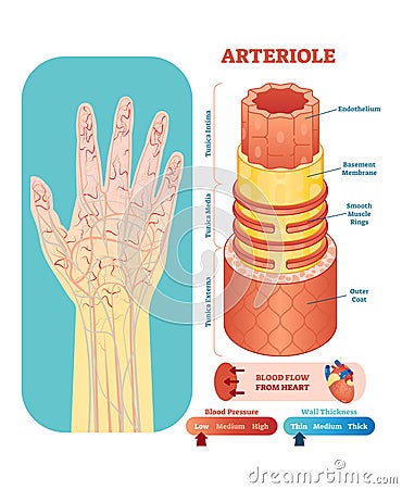 Arteriole anatomical vector illustration cross section. Circulatory system blood vessel diagram scheme on human hand silhouette. Vector Illustration