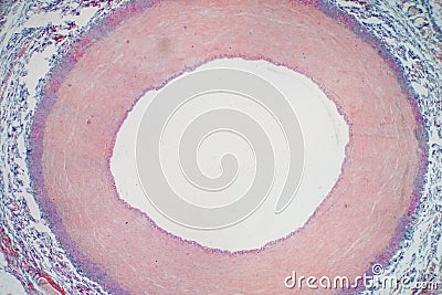 Artery blood vessel under microscope view for education histology. Stock Photo