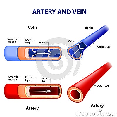 Artery and vein. Stock Photo
