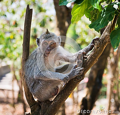 Artful monkey sitting on the tree Stock Photo