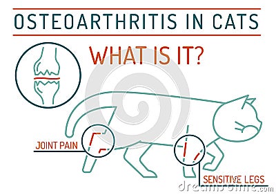 Arthritis, osteoarthritis in cats. Widespread feline disease. Vector Illustration