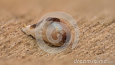 Arthropod macro close up Stock Photo