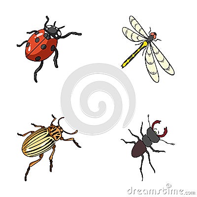 Arthropods Insect Vector Illustration