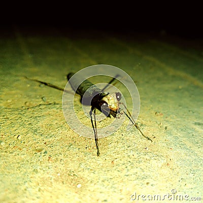 Arthropods Stock Photo