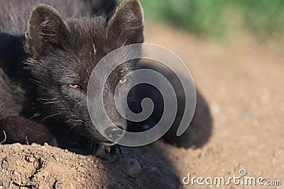 Artic fox , Western fjords, Iceland Stock Photo