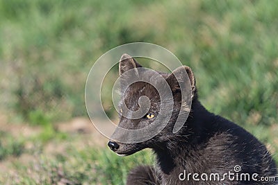 Artic fox , Western fjords, Iceland Stock Photo