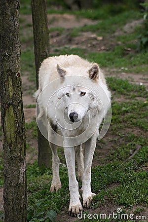 Artic wolf Stock Photo