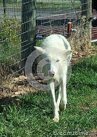 Artic Wolf at Bear Country Stock Photo