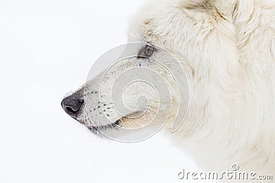 Artic Wolf In The Snow Stock Photo