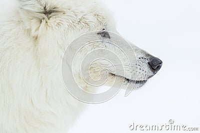 Artic Wolf In The Snow Stock Photo