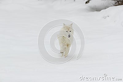 Artic Wolf In The Snow Stock Photo