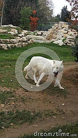 Artic Wolf Stock Photo