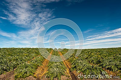 Artichoke Fields Stock Photo