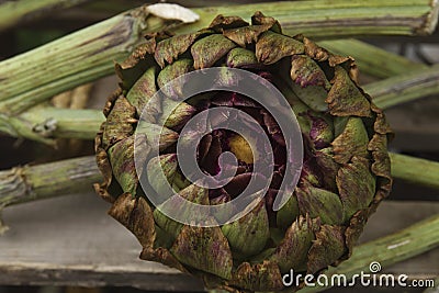 Artichoke flower-head Stock Photo