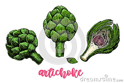 Artichoke hand drawn set. Vector illustration. Isolated Vegetable object. Detailed vegetarian food drawing. Farm market Vector Illustration