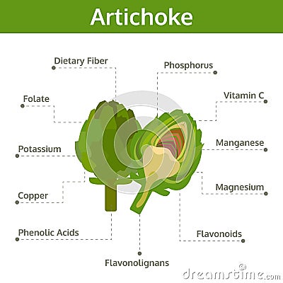 Artichoke nutrient of facts and health benefits, info graphic Vector Illustration