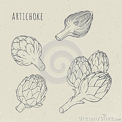 Artichoke set hand drawn botanical isolated and cutaway plant. Sketch vector illustration Vector Illustration