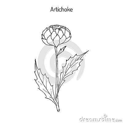 Artichoke thistle. Hand drawn botanical illustration Vector Illustration